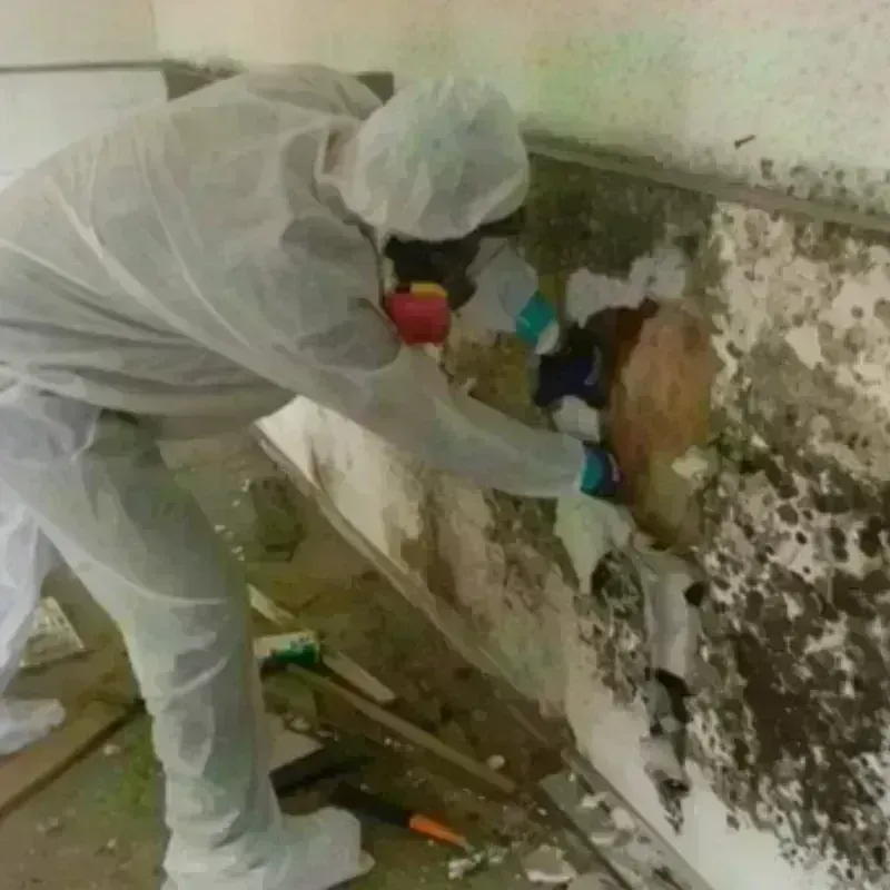 Mold Remediation and Removal in Jamestown, TN